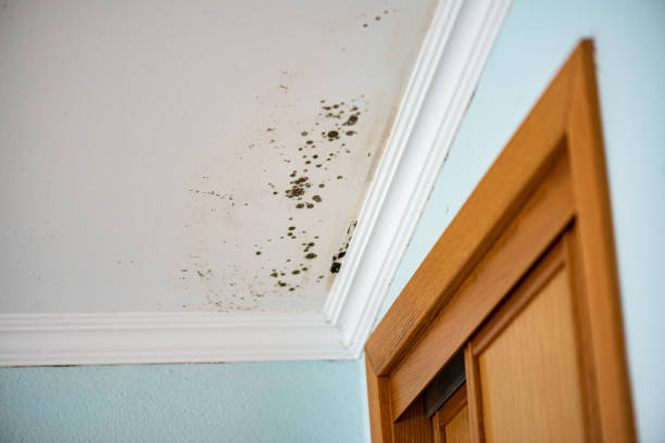 Certified Mold Removal in Sissonville, WV