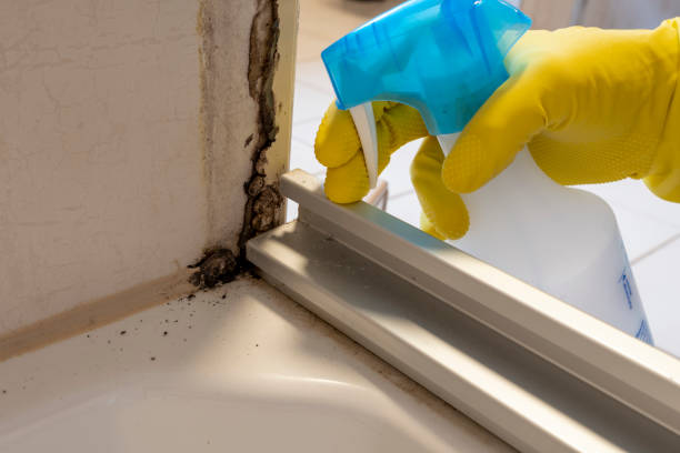 Best Mold Removal Company Near Me  in Sissonville, WV