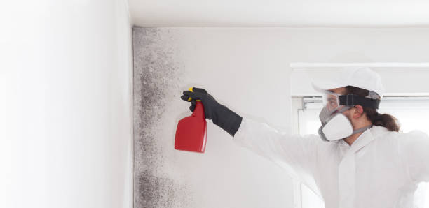 Best Home Mold Removal  in Sissonville, WV