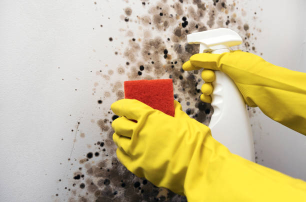 Office Mold Removal Services in Sissonville, WV