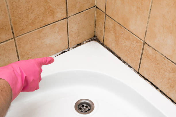 Trusted Sissonville, WV Mold Removal Experts